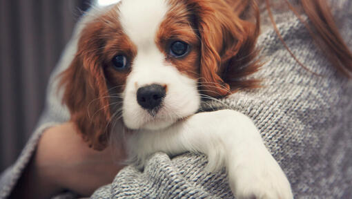 Cavalier King Charles Spaniel in de handen van de eigenaar