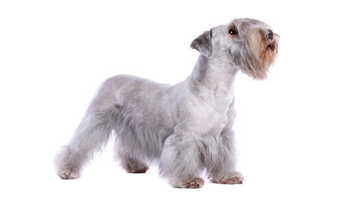 Witte Cesky Terrier staand