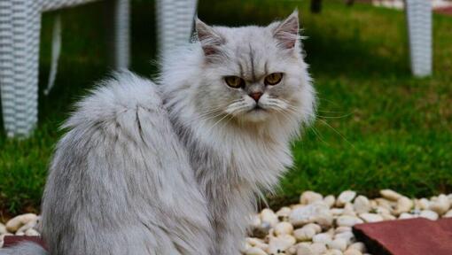 Chinchilla kat met grijze vacht die naar iemand kijkt