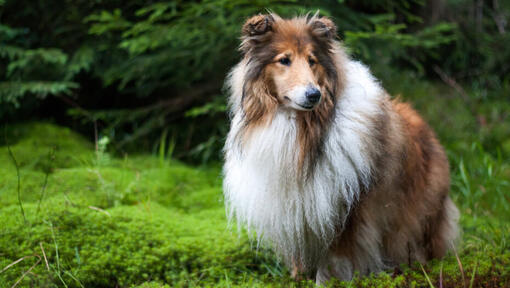 Collie die zich in het bos bevindt