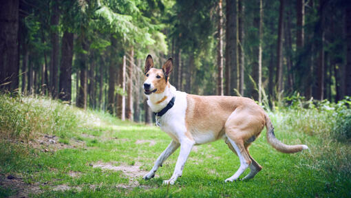 Kortharige collie in het bos