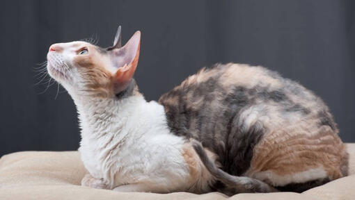 Cornish Rex kat ligt op de bank