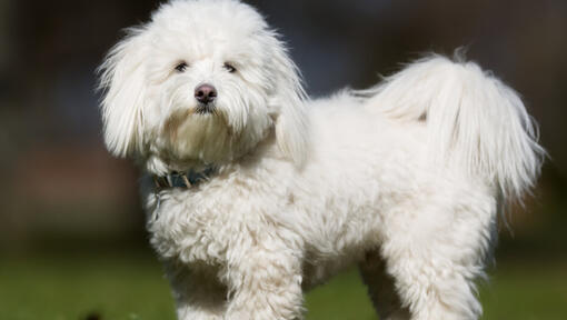 Witte pluizige hond die buiten staat