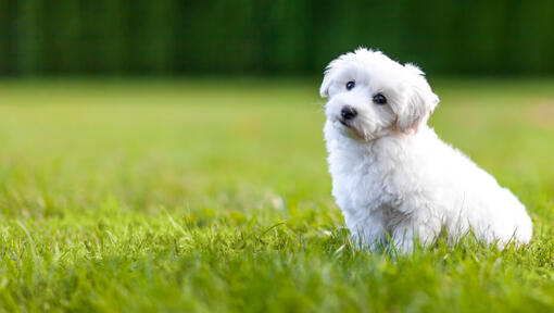 Witte pluizige hond zittend op het gras
