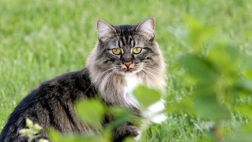 Cymric kat staat in de tuin