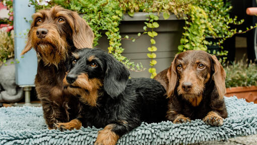 Drie ruwharige dwergteckels liggen