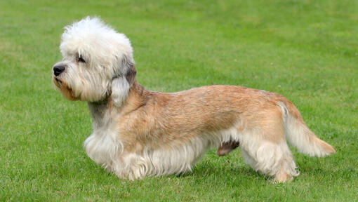 Dandie Dinmont Terrier staand op het gras