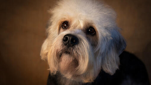 Dandie Dinmont Terrier staat toe te kijken