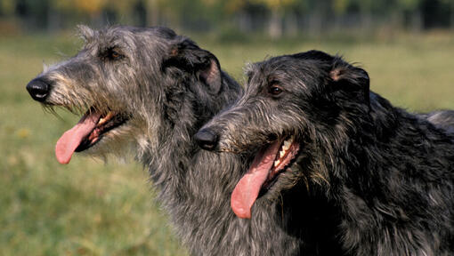 Twee zwarte deerhounds glimlachen.