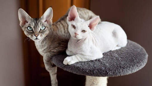 Twee Devon Rex katten doen samen een dutje