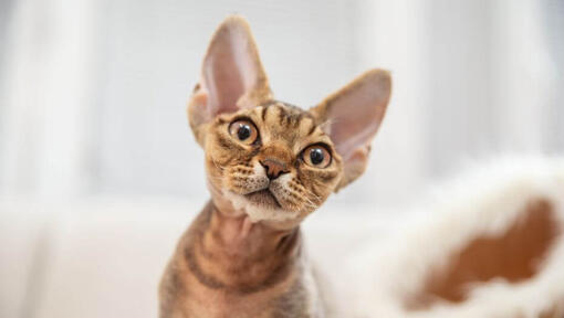 Devon Rex katje kijkt naar iemand