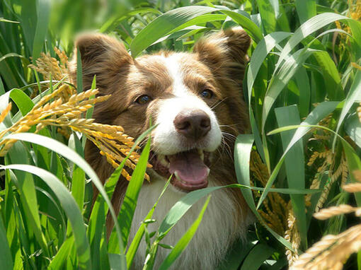 beyond hond