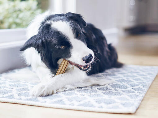 border collie kauwt op dentalife hondensnack
