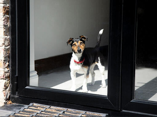 Hond met rode halsband kijkt uit het raam