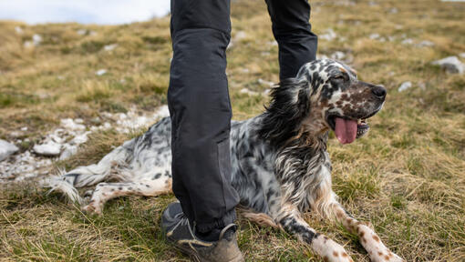 Engelse setter die op de grond ligt.