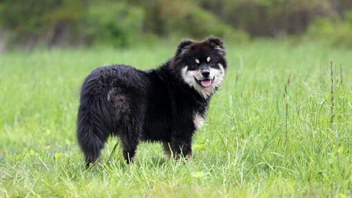 Finse Lappenhond staand in het veld