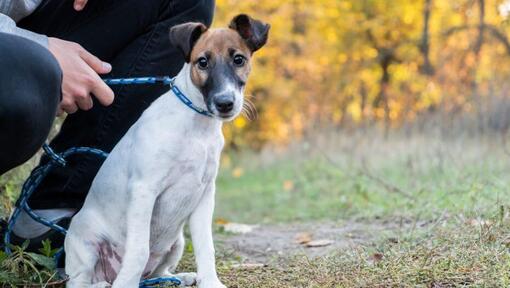 Fox Terrier (gladhaar) met blauwe halsband