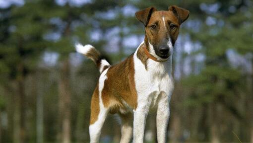 Fox Terrier (gladhaar) staande in het bos