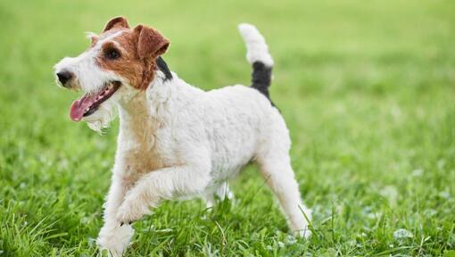 Ruwharige Fox Terrier spelend op het gras