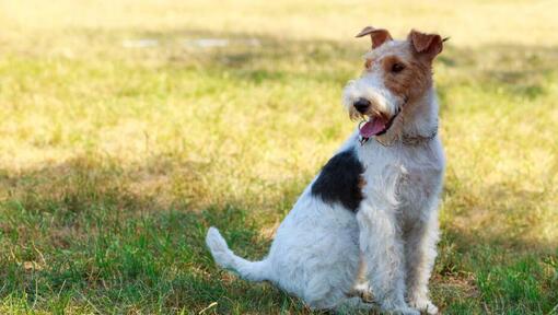 Ruwharige Fox Terrier zittend op het gras