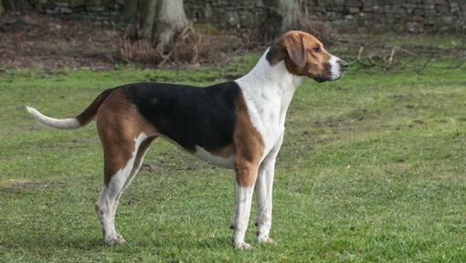 Foxhound staande op het gras