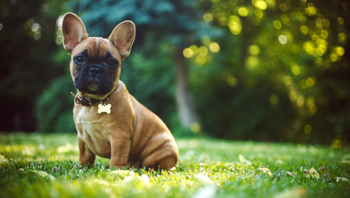 Franse bulldog