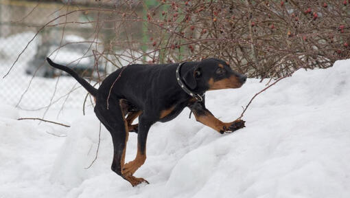 Duitse Pinscher spelend in de sneeuw