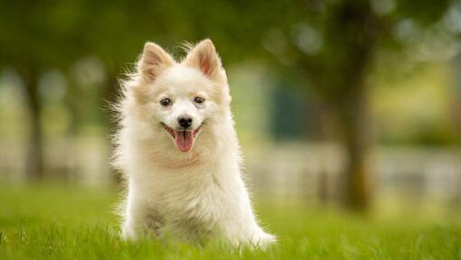 Keeshond zittend in het gras