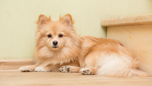 Bruine middenslag keeshond liggend op de trap