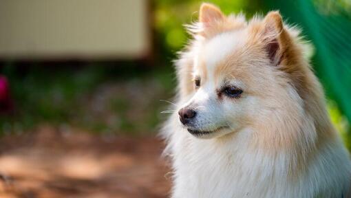 Middenslag keeshond in de tuin