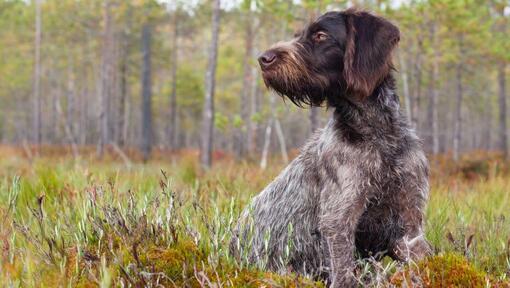 Duitse Staande Hond Draadhaar in het bos