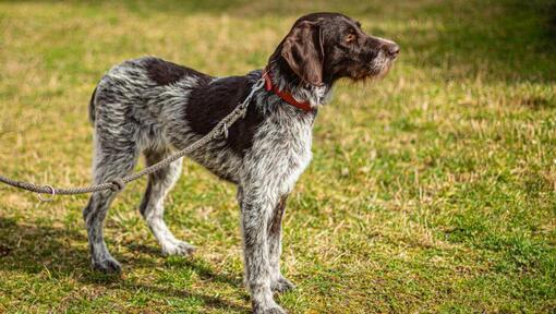 Duitse Staande Hond Draadhaar aangelijnd