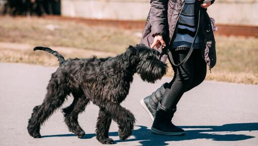 Reuzenschnauzer die aangelijnd loopt