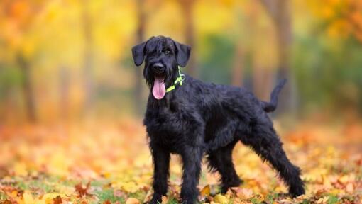 Riesenschnauzer puppy in het de herfstbos