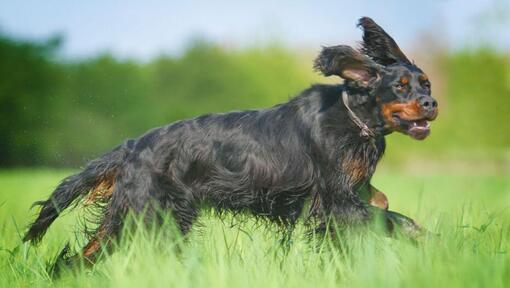 Hond rennend door het gras