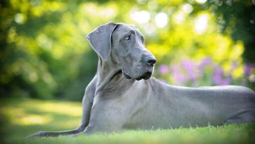 Grijze Duitse Dog liggend op het gras