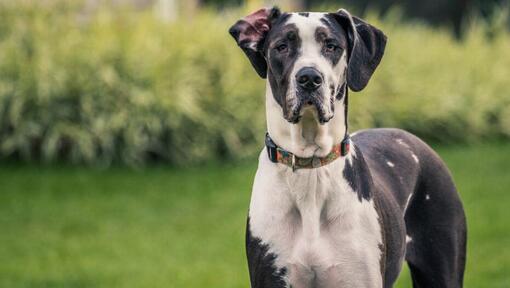 Duitse dog staand op het gras