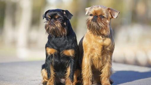 Twee Griffon Bruxellois die staan