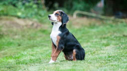 Hamiltonstövare puppy staat rechtop in de tuin