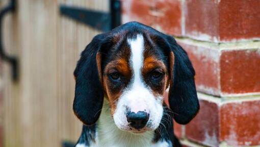 Hamiltonstövare puppy kijkt naar iemand