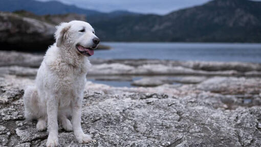 Kuvasz staat op het strand bij het meer en bos