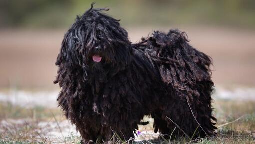 Puli staat bij het bos