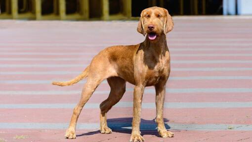 Vizsla draadhaar loopt in de stad