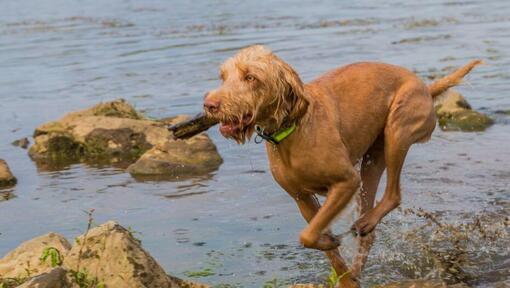 Vizsla draadhaar speelt en springt in de rivier