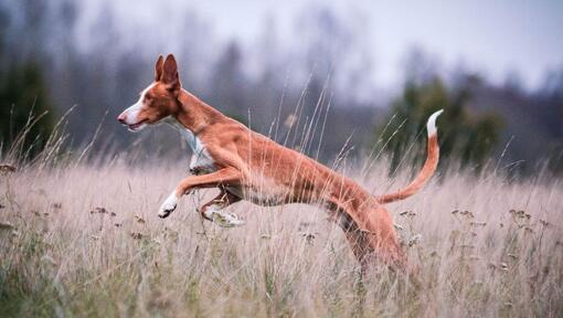 Podenco Ibicenco springt in het veld