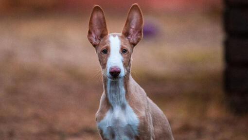 Podenco Ibicenco kijkt naar iemand