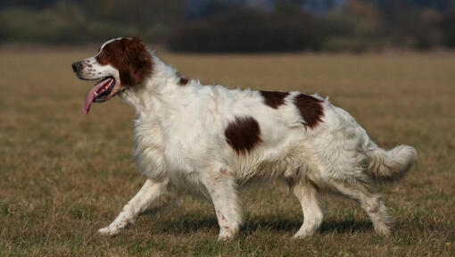 Ierse rood-witte Setter rent en speelt in de tuin