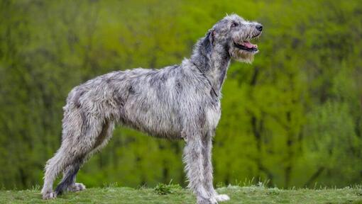 Ierse Wolfshond staat vlakbij het bos