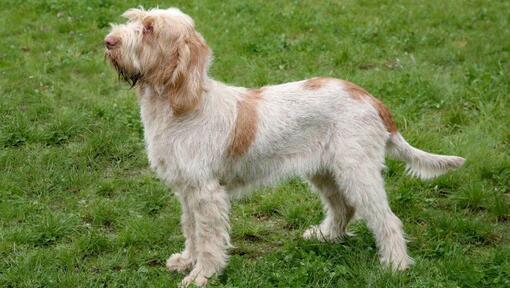 Spinone Italiano staand op het gras