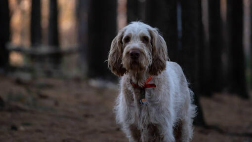 Hond in donker bos